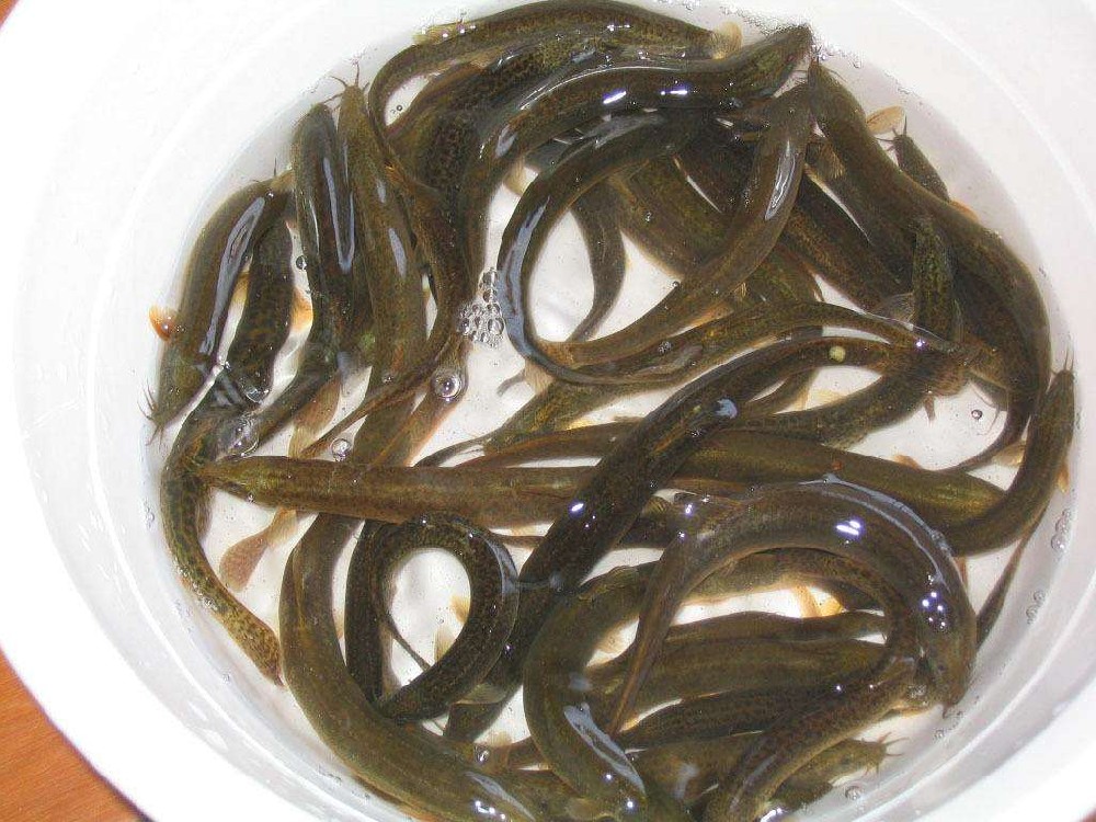 泥鰍中檢測出獸藥殘留，水產(chǎn)品購買時一定要警惕!