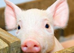 瘦肉精檢測(cè)儀如何杜絕豬肉“瘦肉精”問(wèn)題？