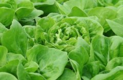 農(nóng)殘快速檢測儀對同植株的檢測結(jié)果一致嗎？