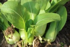 農(nóng)藥殘留速測儀可以規(guī)范農(nóng)藥的使用嗎？