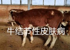 檢測豬藍(lán)耳病毒的儀器-動(dòng)物疫病檢測儀