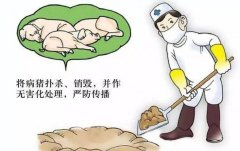 檢測豬瘟病毒的儀器-動(dòng)物疫病檢測儀